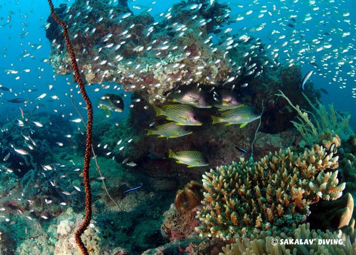 Madagascar diving site differences